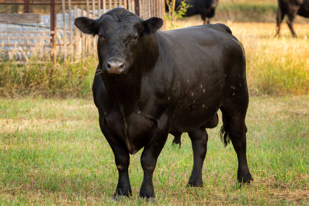 Black Angus Bull Black Angus Bull standing in the pasture bull aberdeen angus cattle black cattle stock pictures, royalty-free photos & images