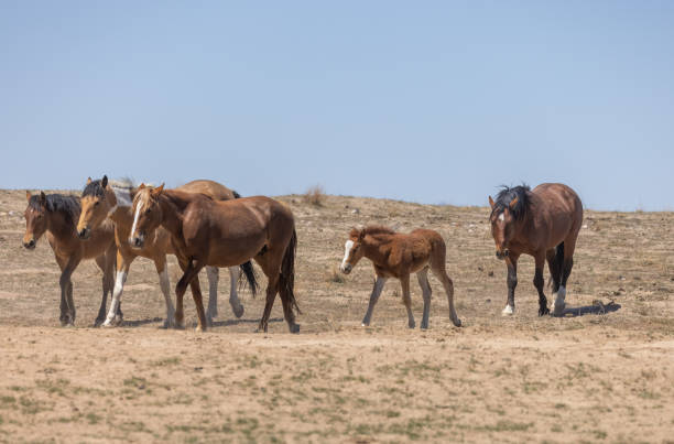 istock Wild Horses in the Utha desert 1333215541