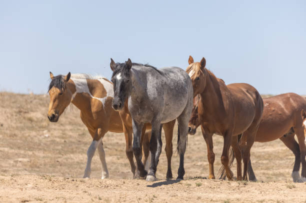 istock Wild Horses in the Utha desert 1333215544