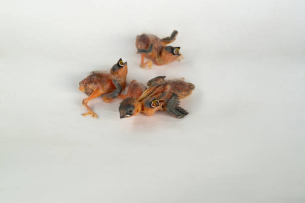 Close-up on American Robin's nest built under the roof of my outdoor patio with baby birds sleeping and asking for food