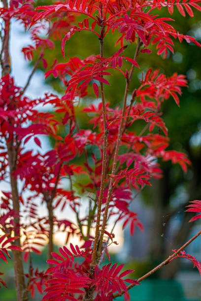 istock A small Sorbus commixta tree in Autumn with red leaves 1333216427