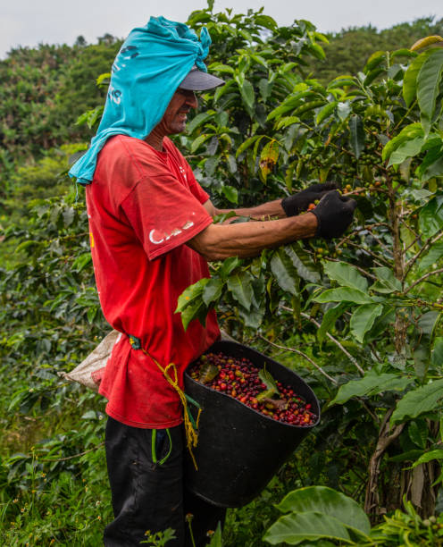 istock Man picking coffee from his farm in the mountains 1333216952