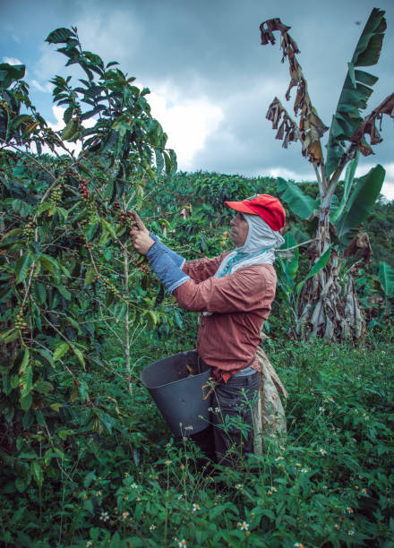 istock Man picking coffee from his farm in the mountains 1333217732