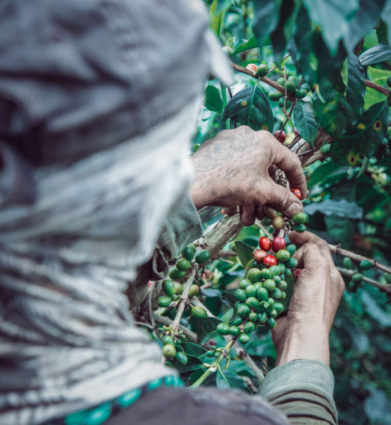 istock Man picking coffee from his farm in the mountains 1333217869