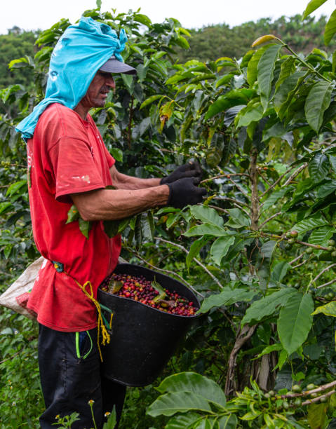 istock Man picking coffee from his farm in the mountains 1333218131