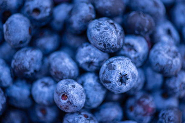 Fresh Bilberries. Close-up background. Shallow DOF. Soft focus.