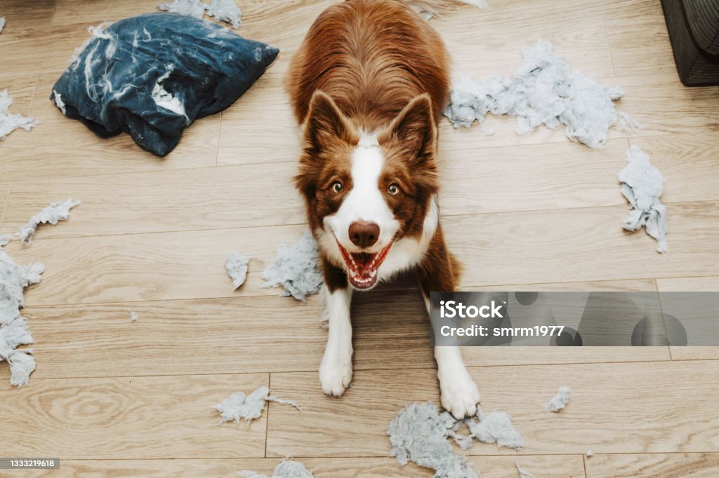 Puppy dog mischief lying down after bite a pillow and destroy it. Dog Stock Photo