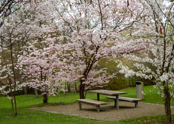 istock cherry blossom branch, close up 1333219701