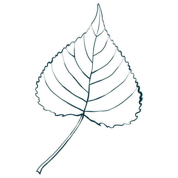 Sketched aspen leaf isolated on white background Sketched aspen leaf isolated on white background. Simple sketch style vector illustration. aspen leaf stock illustrations