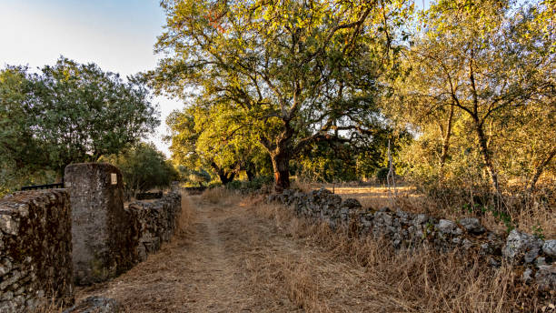 istock Landscapes of Extremadura 1333222309