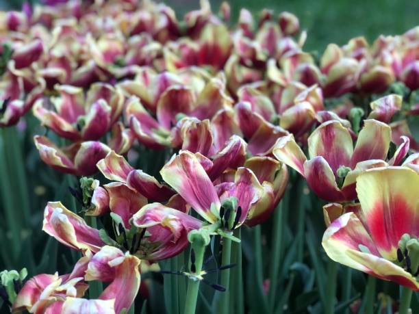 istock A bunch of multicolour tulips in macro 1333223590