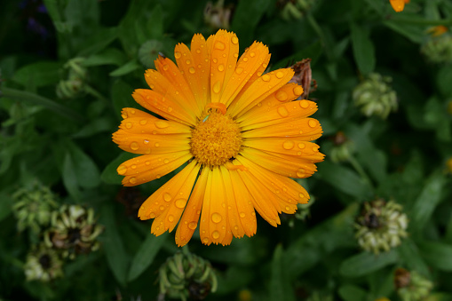 High angle view of vivid orange marigold with raindrops and soft green foliage in background
