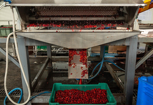 Automatic process of removing illiquid cherries from the conveyor.