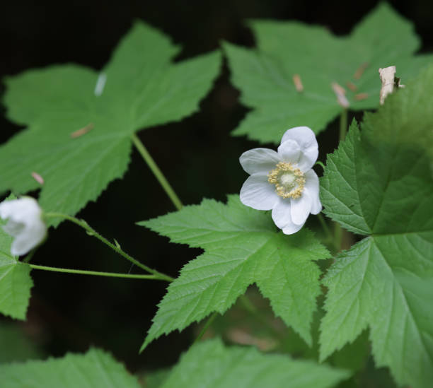 istock White Blossoms on a Blackberry Plant 1333226322