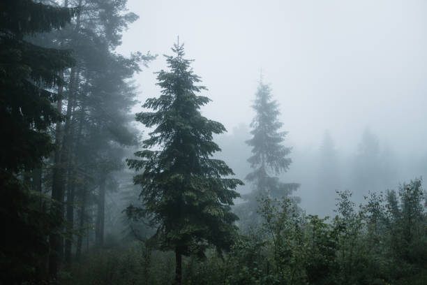 Fir trees in the forest on a rainy foggy day