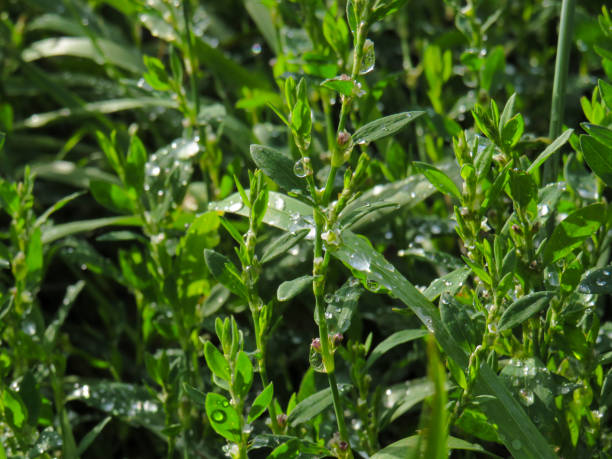 istock Green grass in a meadow with dew drops 1333228817