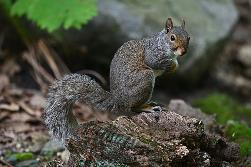 Eastern gray squirrel sitting up on decayed tree stump in woods, looking at camera