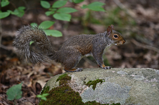 Eastern gray squirrel on boulder in the woods, side view