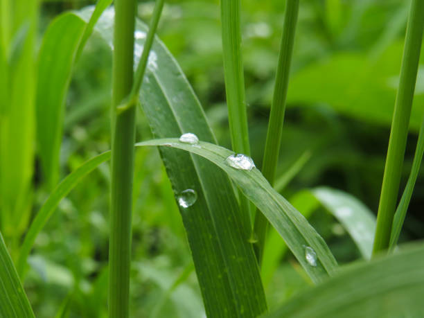 Green grass in a meadow with dew drops Green grass on a meadow in dew drops in the sun, Western Siberia, summer landscapes, environment, seasons extreme close up of blades of grass stock pictures, royalty-free photos & images