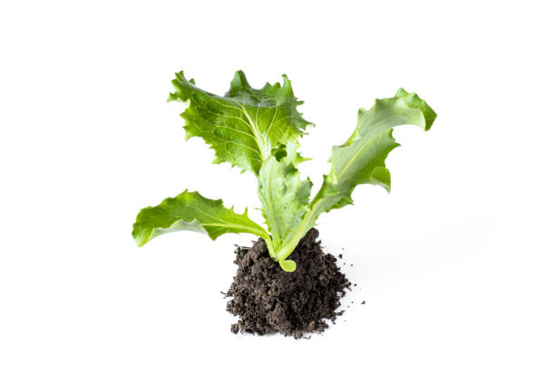 Baby  lettuce sprout ready to plant isolated on white background