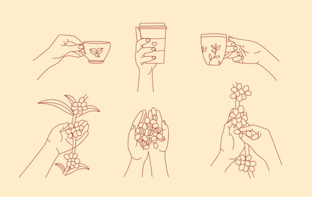 рука держит кофейную кружку и собирает свежие кофейные ягоды линии арт-элементов коллекции. - coffee plant stock illustrations