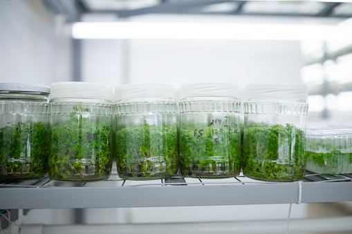In vitro plant samples in test tubes