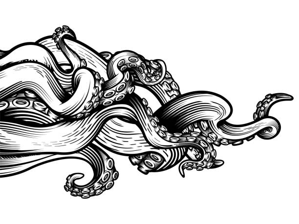 ilustraciones, imágenes clip art, dibujos animados e iconos de stock de tentáculos de un pulpo. - octopus tentacle isolated white