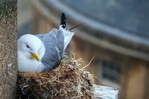 Close up of a kittiwake in a nest on the Tyne Bridge in Newcastle