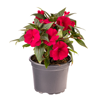 Red impatiens walleriana flowers in flower pot isolated on white background