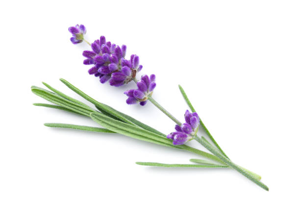 istock Lavender Flower Isolated Over White Background 1333231553