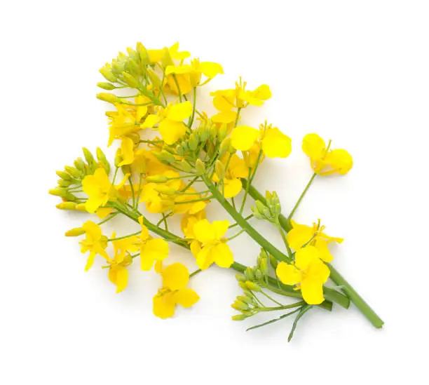 Rapeseed flower isolated on white background. Brassica napus. View from above