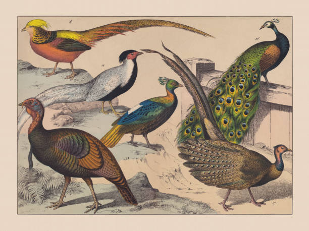 Gamebirds (Galliformes), hand-colored chromolithograph, published in 1882 Gamebirds (Galliformes): a) Silver pheasant (Lophura nycthemera); b) (Chrysolophus pictus); c) Great argus (Argusianus argus); d) Indian peafowl (Pavo cristatus); e) Himalayan monal (Lophophorus impejanus); f) Wild turkey (Meleagris gallopavo). Hand-colored chromolithograph, published in 1882. ornithology stock illustrations