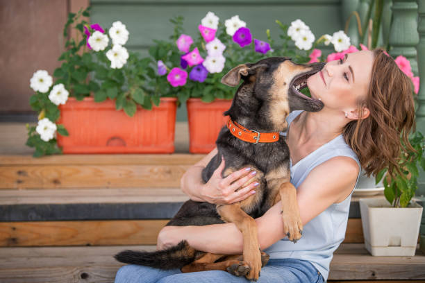 dog puppy bites its owner on the face dog puppy indulges and bites his mistress on the face dog aggression education friendship stock pictures, royalty-free photos & images