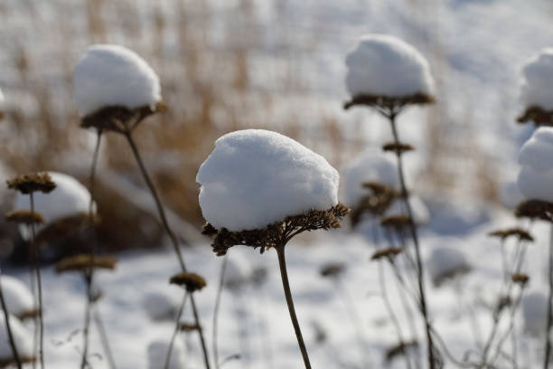 istock Snow covered the dry flowers 1333233191