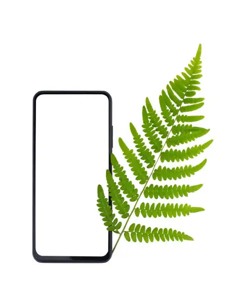 Photo of Smartphone and green fern branch isolate
