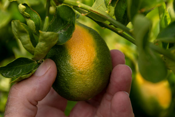 istock Eureka Lemons Ripening in a Tree 1333233706