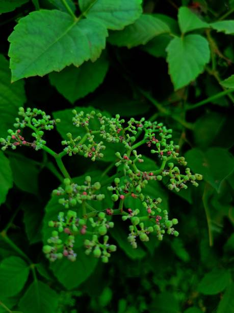 istock Cayratia japonica 1333233727
