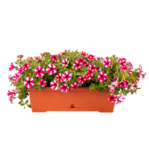 istock Petunia Calibrachoa flowers 1333234392