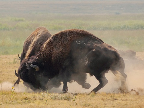 Two wild bisons fighting