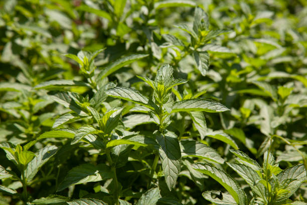 istock green mint on branch in the field 1333236098