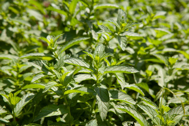 istock green mint on branch in the field 1333236199