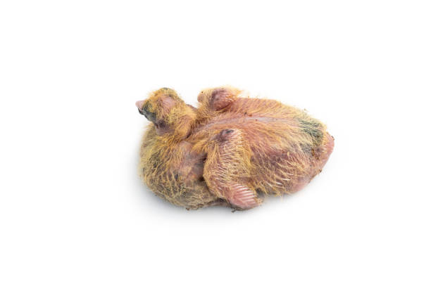 Cute pigeon chick close up on an isolated white background