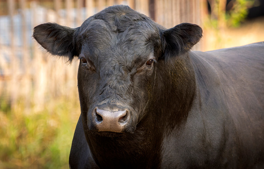 A close-up shot of a free-range Aberdeen Angus cow resting its head on a fence in a farm yard in Northumberland, North East England. The cattle have been bought from a trusted seller and are double tagged to allow farmers to record the cow's body temperature, health and medication history and the composition of each cow's milk. The tags also let farmers know when a cow has been fed to prevent overfeeding.