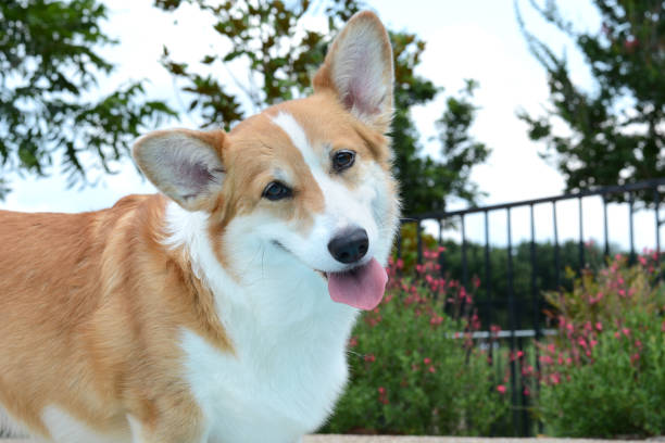 istock sweet corgi pet outside in garden 1333237374