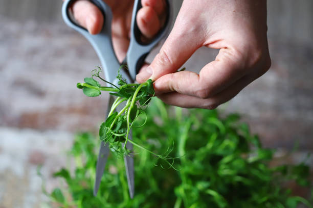 Man’s hands cut micro-greens with scissors. stock photo