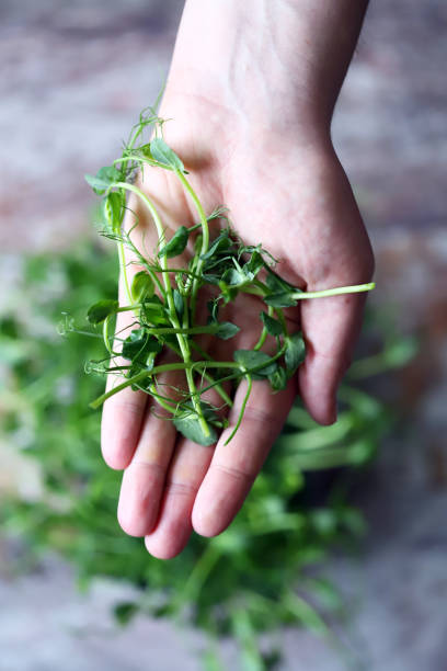 istock Micro greens in the palm of your hand. 1333237499