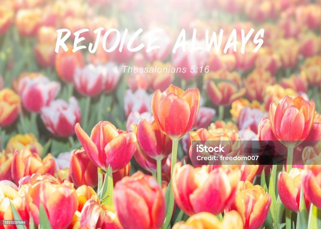 colorful tulip in garden against the  sun  light with word from bible verses, Rejoice always , Christian background with copy space. Close up of colorful tulip in garden against the  sun  light with word from bible verses, Rejoice always , Christian background with copy space. Tranquility Stock Photo