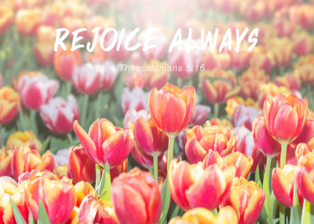 colorful tulip in garden against the  sun  light with word from bible verses, Rejoice always , Christian background with copy space. stock photo