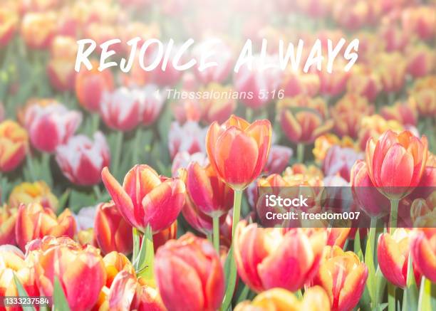 Colorful Tulip In Garden Against The Sun Light With Word From Bible Verses Rejoice Always Christian Background With Copy Space Stock Photo - Download Image Now