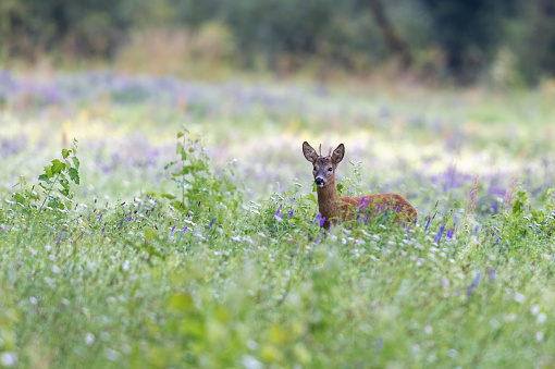 Young male roe deer (Capreolus capreolus) standing on a flowering meadow.